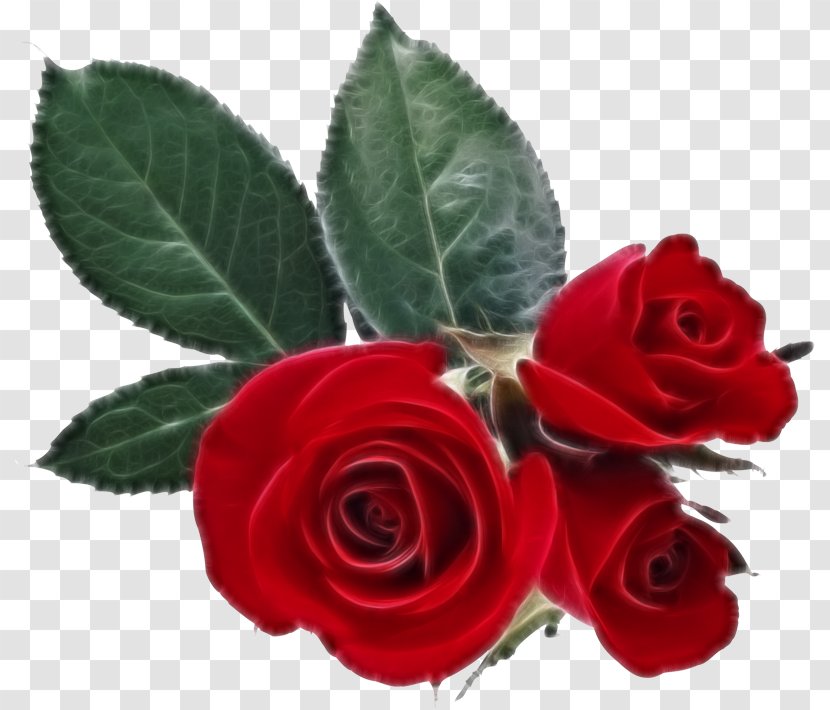 Desktop Wallpaper Rose Valentine's Day Heart Transparent PNG
