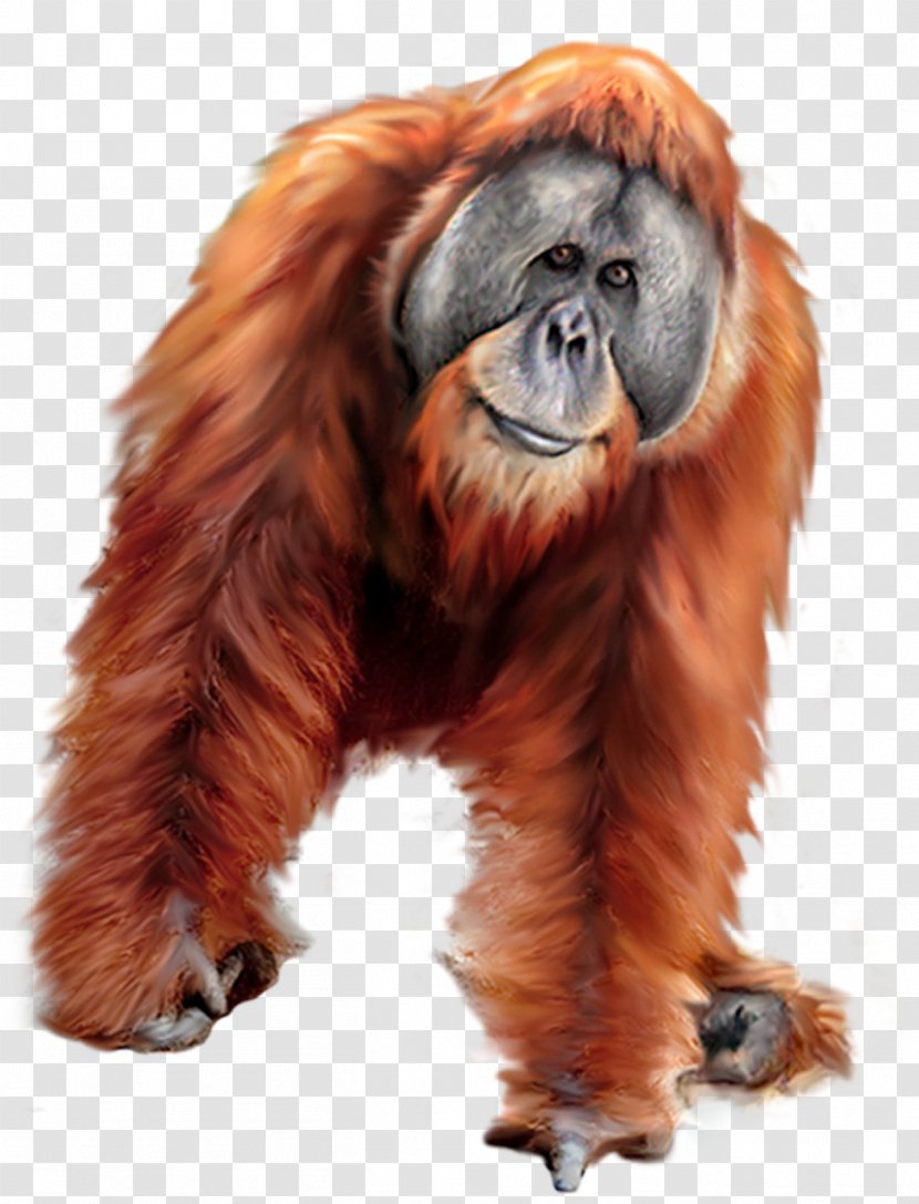 Orangutan Gorilla Tiger - Organism Transparent PNG