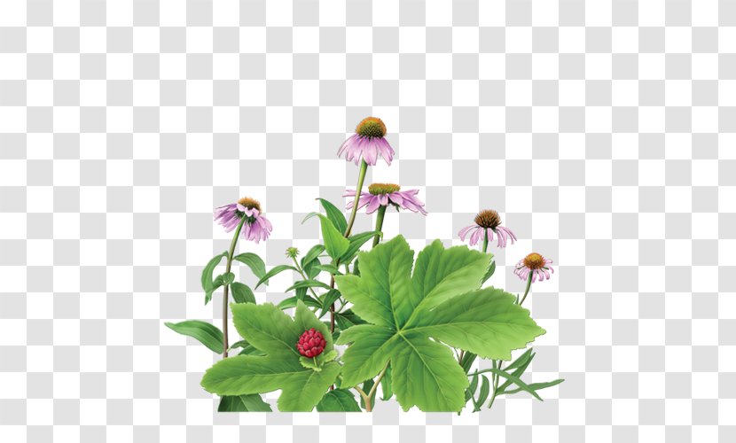 Herbal Tea Purple Coneflower Goldenseal - Chamomile Transparent PNG