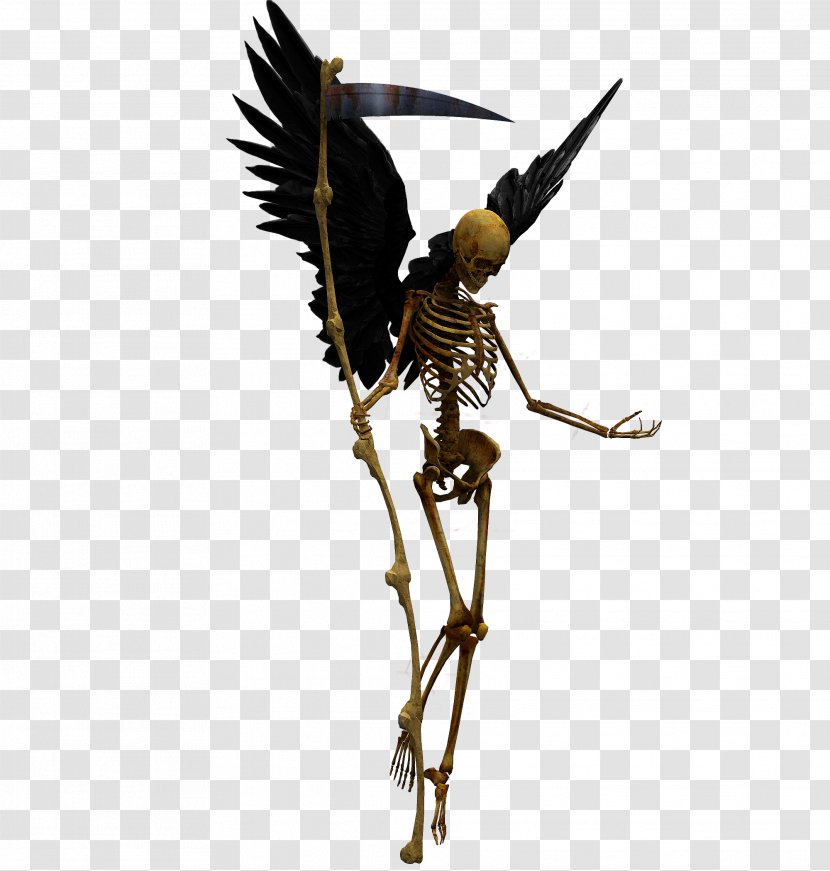 YouTube Missing 411 Skull Wallpaper - Beak - Bones Transparent PNG