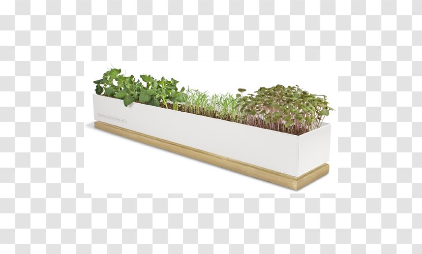 Herb Vegetable Microgreen Gardening Juice Transparent PNG