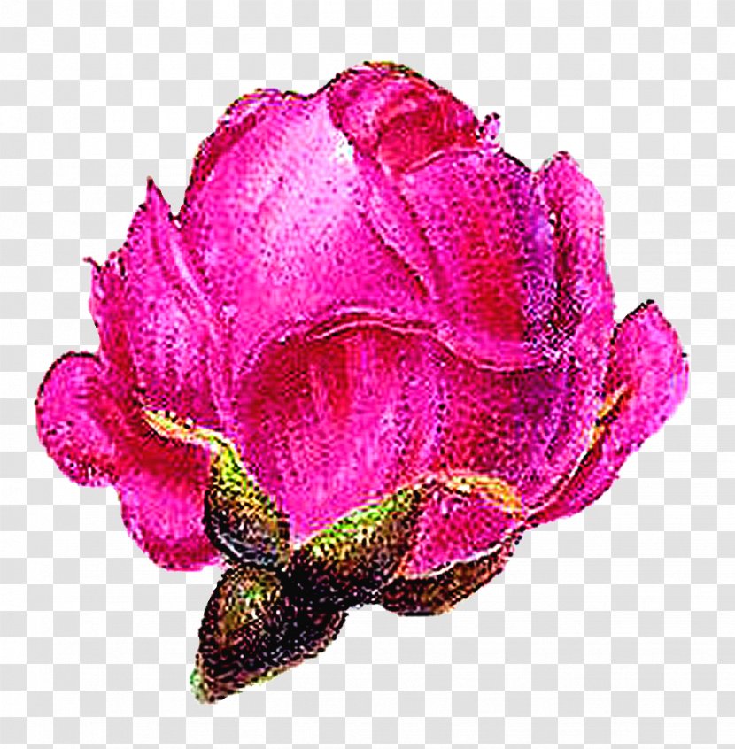 Garden Roses Cabbage Rose Floribunda Petal Cut Flowers - Plants - Vintage Botanical Transparent PNG