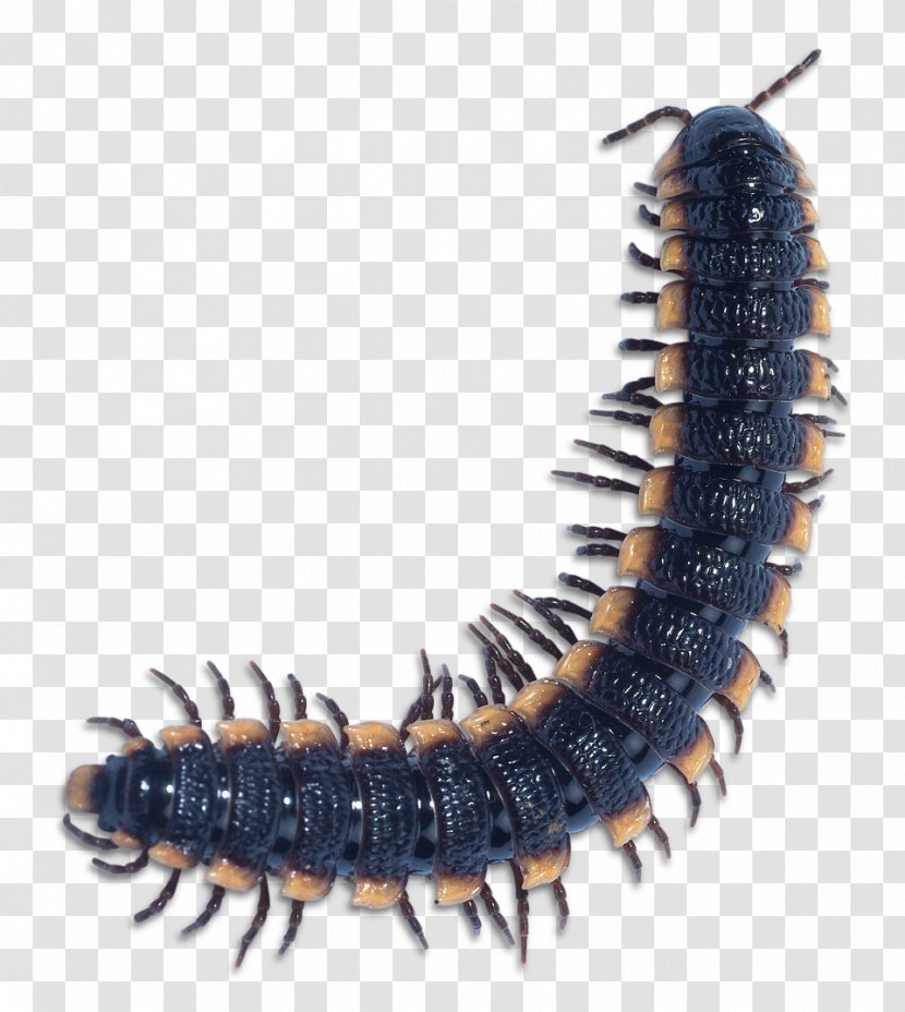 Scolopendra Gigantea Centipedes Millipede Insect House Centipede - Archispirostreptus Gigas - Bearded Dragon Transparent PNG