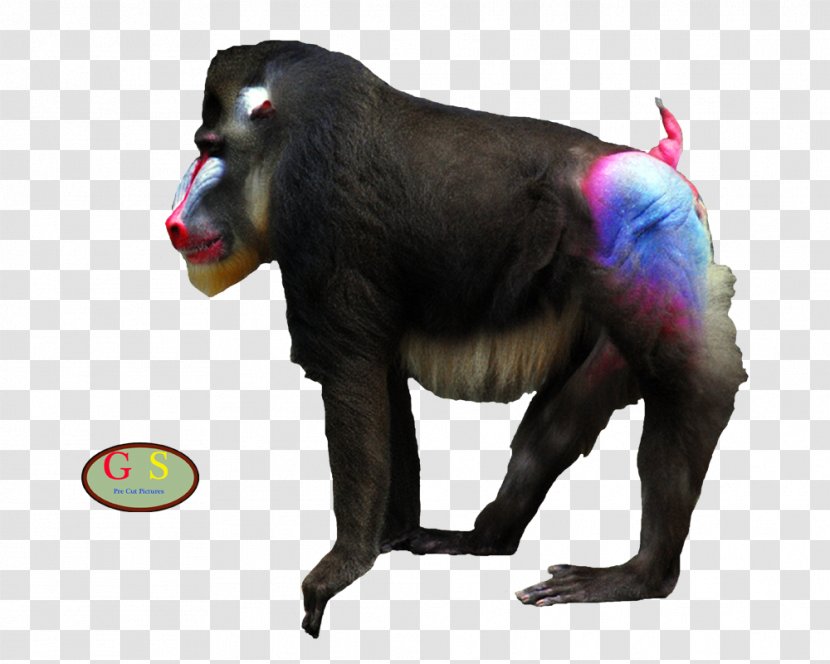 Common Chimpanzee Mandrill Cercopithecini Gorilla Monkey Transparent PNG