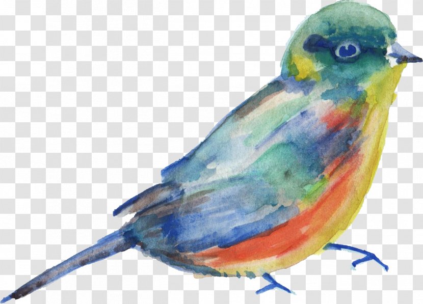 Bird Parrot Transparent Watercolor Painting Parakeet - Songbird - Birds Transparent PNG