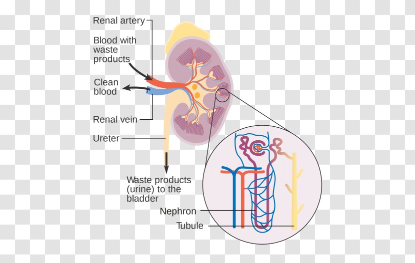Nephron Artificial Kidney Chronic Disease Diagram - Cartoon - Renal Artery Transparent PNG