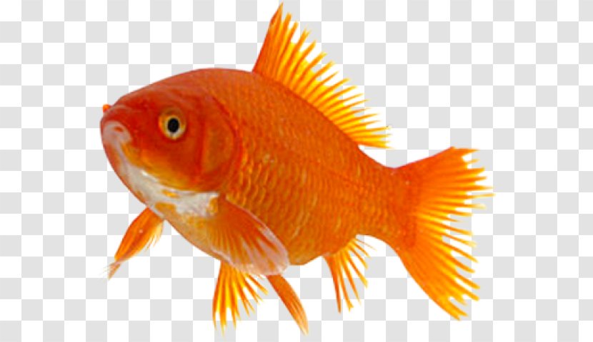 Goldfish Taga Feeder Fish Marine Biology Transparent PNG