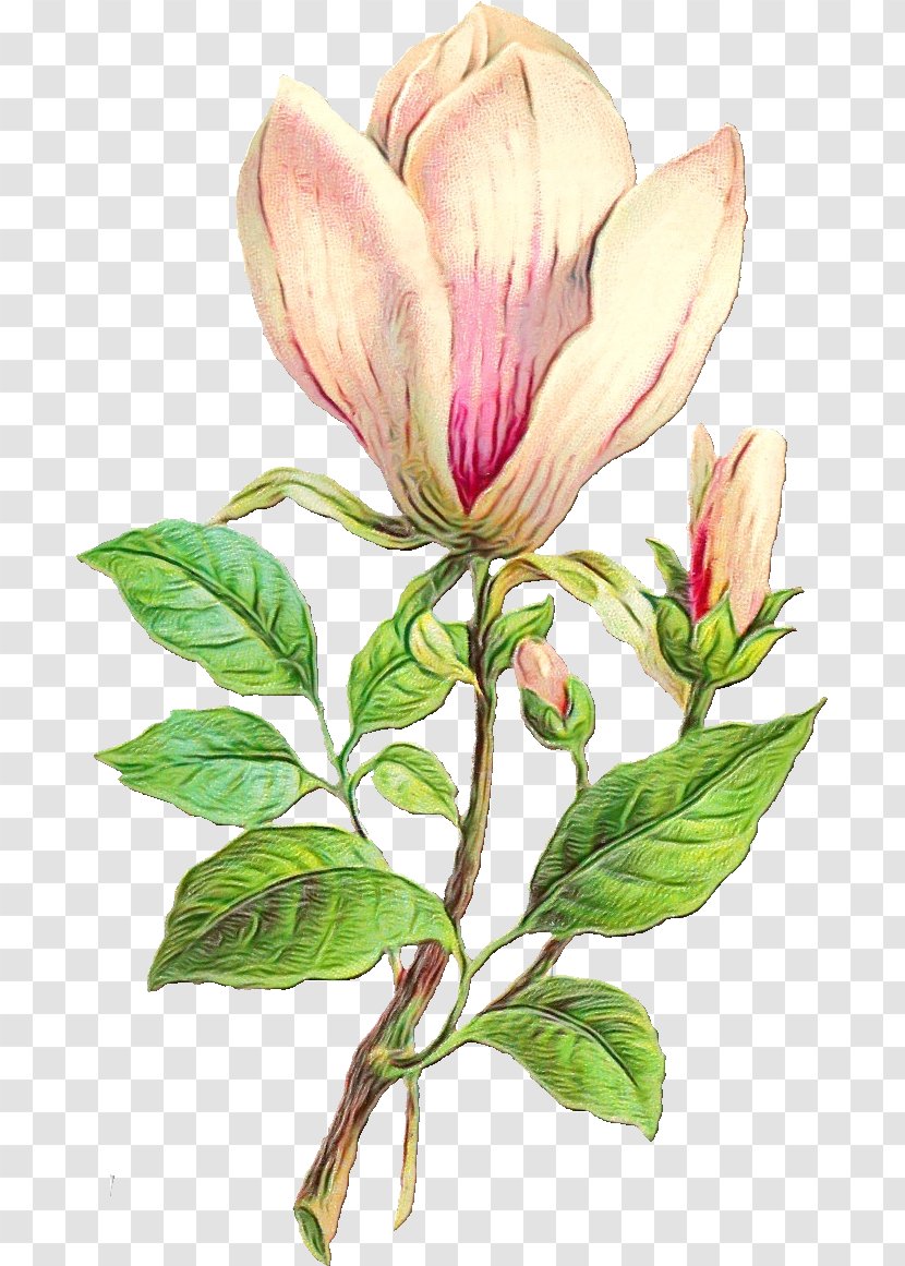 Flower Flowering Plant Petal Magnolia - Wild Peony Red Turtlehead Transparent PNG