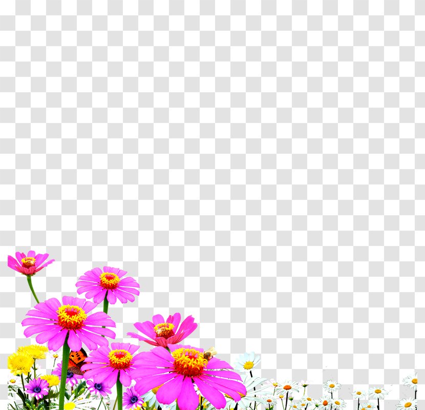 Wallpaper - Petal - Chrysanthemum Flowers Transparent PNG