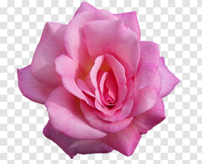 Garden Roses Desktop Wallpaper Flower - Rose Transparent PNG