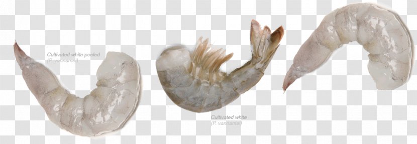 Darik Enterprises, Inc. The Shrimp People River - Body Jewelry Transparent PNG