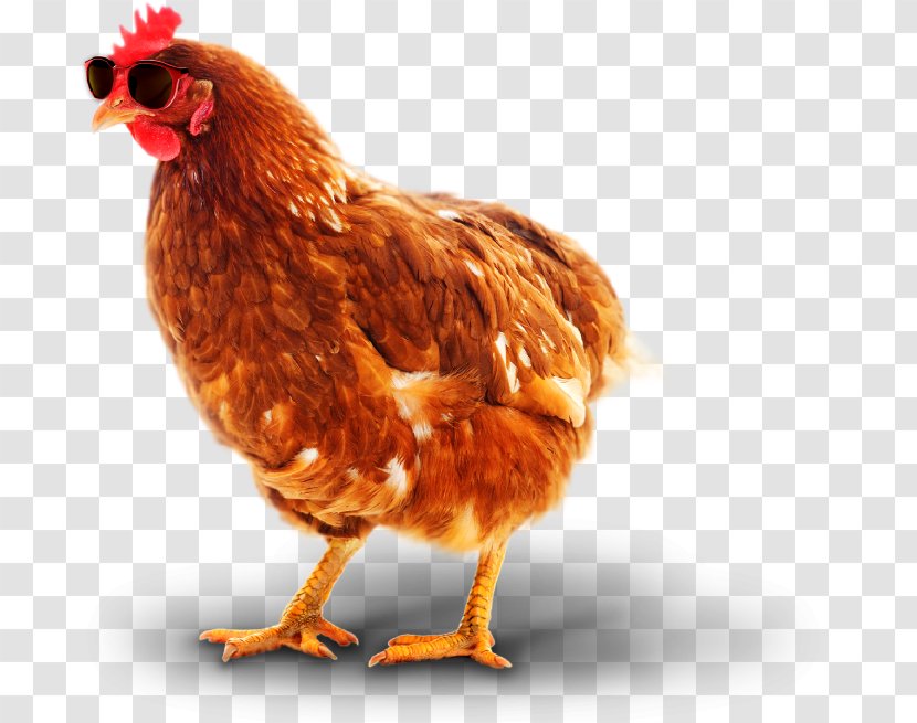 Chicken As Food Rooster Bird Pathogen - Host Transparent PNG