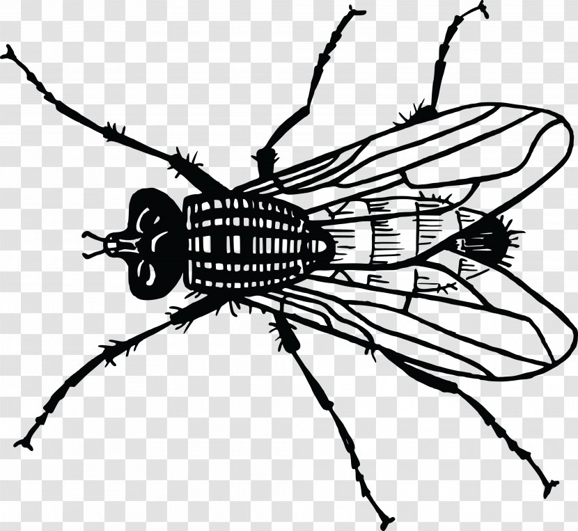 Insect Housefly Bee Drawing - Monochrome Photography Transparent PNG