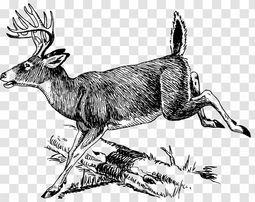 White-tailed Deer Moose Line Art Clip - Dog Like Mammal - Hunting Transparent PNG