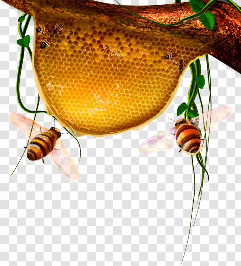 Beehive Honeycomb - Invertebrate - Free Bee Hive Creative Pull Transparent PNG