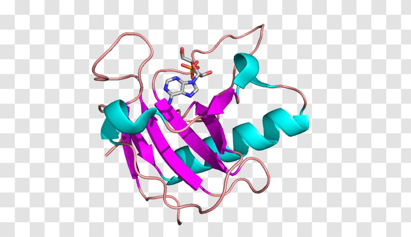 Bovine Pancreatic Ribonuclease Structure Exosome Complex - Tree - Heart Transparent PNG