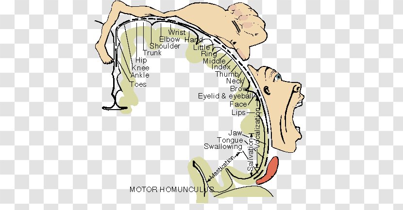 Cortical Homunculus Cerebral Cortex Brain Mapping Somatosensory System - Watercolor - Primary Motor Transparent PNG