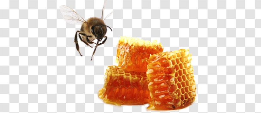 Western Honey Bee Apis Cerana Beeswax - Pollen Transparent PNG