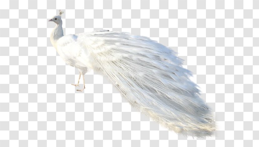 Bird Peafowl Animal Clip Art - Beak Transparent PNG