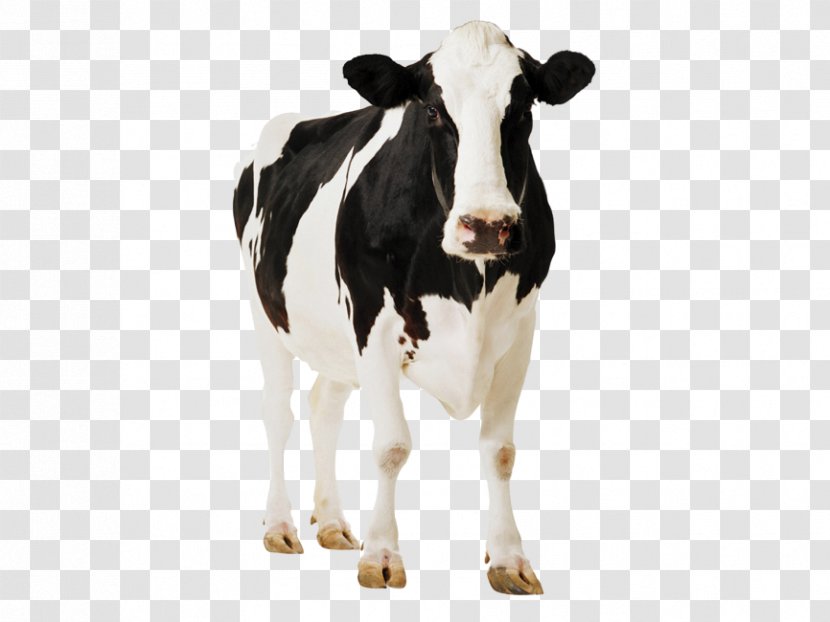 Cattle Cardboard Cut-Outs Standee Farm Cutout Standup - Animal Figure - Holstein Cartoon Transparent PNG