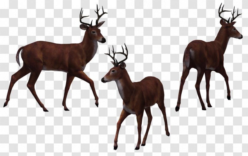 Deer Elk Drawing - Deers Transparent PNG