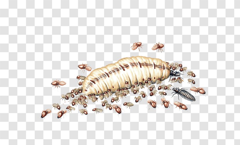 Formosan Subterranean Termite Insect Cockroach - Flea Transparent PNG