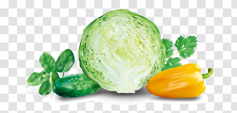 Cabbage Malfouf Salad Euclidean Vector Vegetable - Cucumber Gourd And Melon Family Transparent PNG
