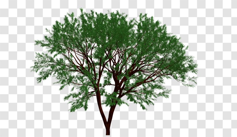 Tree Topiary Fiddle-leaf Fig Box Shrub - Plant Stem - Arbor Day Clip Art Transparent PNG