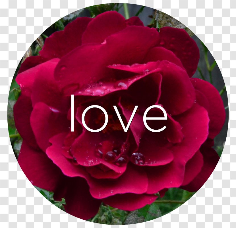 Garden Roses Cabbage Rose Floribunda Petal Peony - Love Flower Transparent PNG