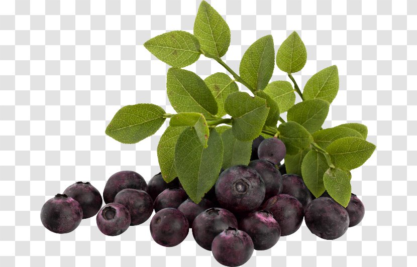 Blueberry Bilberry Huckleberry Damson Superfood Transparent PNG