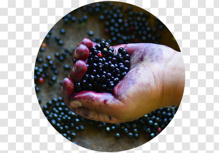 Maqui Berry Shrub Dioecy Trunk - Fruit - Blueberry Transparent PNG