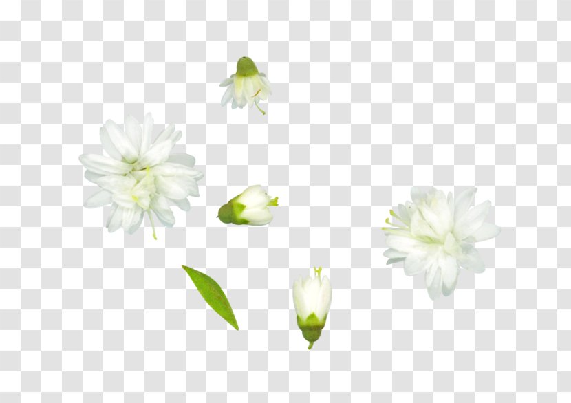 Cut Flowers Plant Stem Petal - Flower Transparent PNG