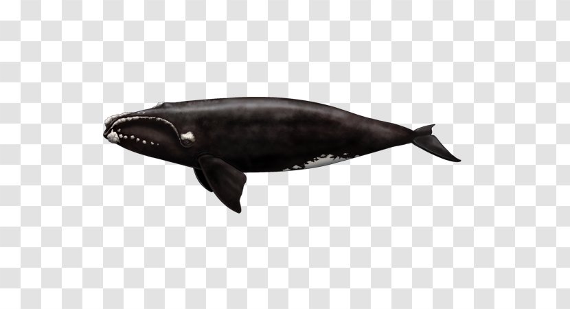 Saguenay–St. Lawrence Marine Park Cetaceans North Atlantic Right Whale Fin Common Minke - Mammal Transparent PNG