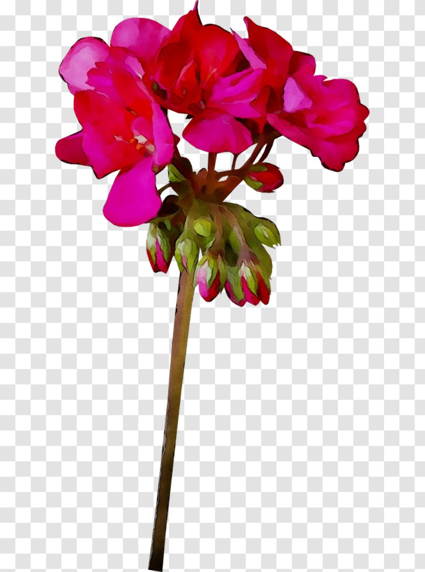 Cyclamen Cut Flowers Floral Design Plant Stem Moth Orchids Transparent PNG