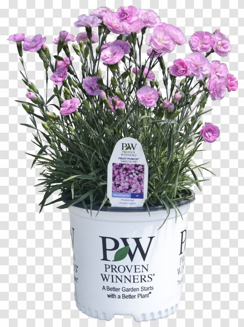 Punch Pink Pie Perennial Plant Lavender - Flowering Transparent PNG