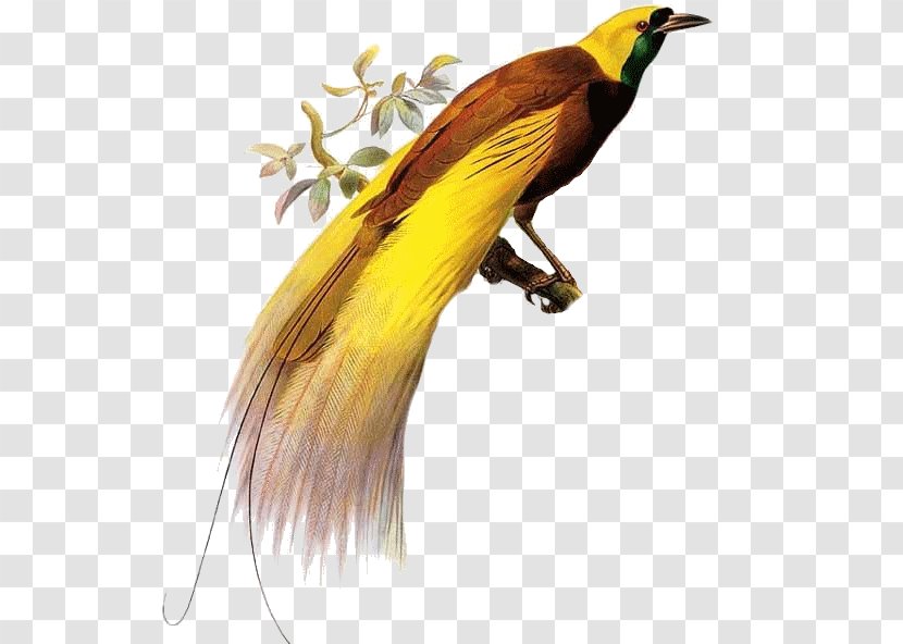 Lesser Bird-of-paradise Owl Parrot - Room - Bird Transparent PNG