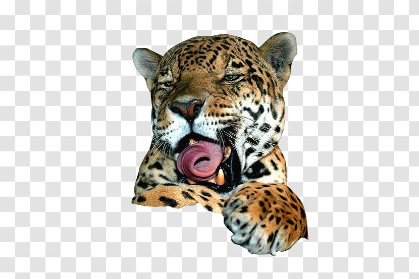Jaguar Leopard Lion Felidae Cat - Cuteness - Volume Tongue Transparent PNG