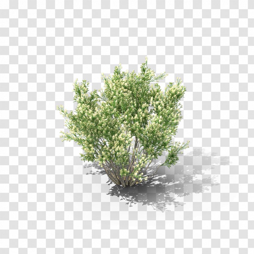 Shrubland Baccharis Pilularis - Branch - Tree Transparent PNG