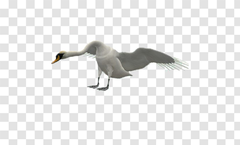 Duck Swan Goose Cygnini Bird - Animal Transparent PNG
