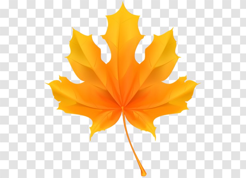 Maple Leaf Royalty-free Stock Photography - Footage Transparent PNG