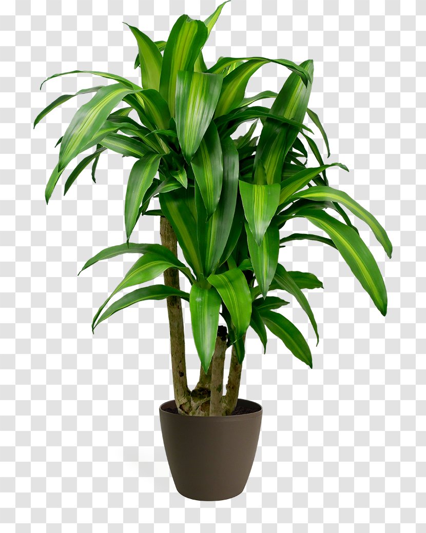 Date Tree Leaf - Dracaena - Ti Plant Yucca Transparent PNG