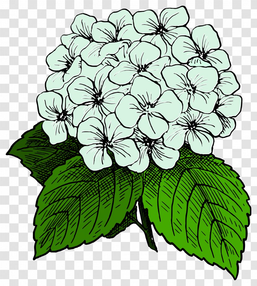 Hydrangea Drawing Clip Art - Flora Transparent PNG