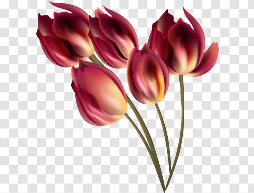 Tulip Flower Refrigerator Home Appliance Alexandria - Flowering Plant Transparent PNG