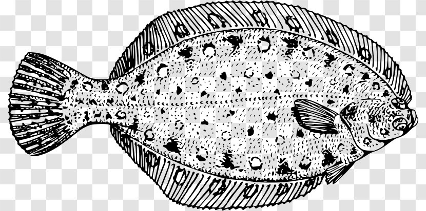 Fish Cartoon - Plaice - Sole Transparent PNG
