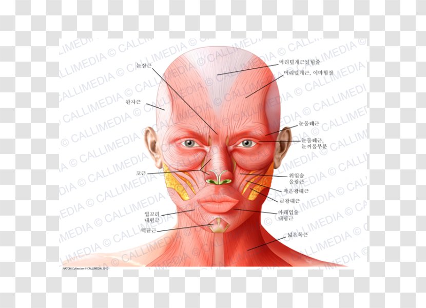 Anatomy Ear Supraorbital Artery Head Nerve - Tree Transparent PNG