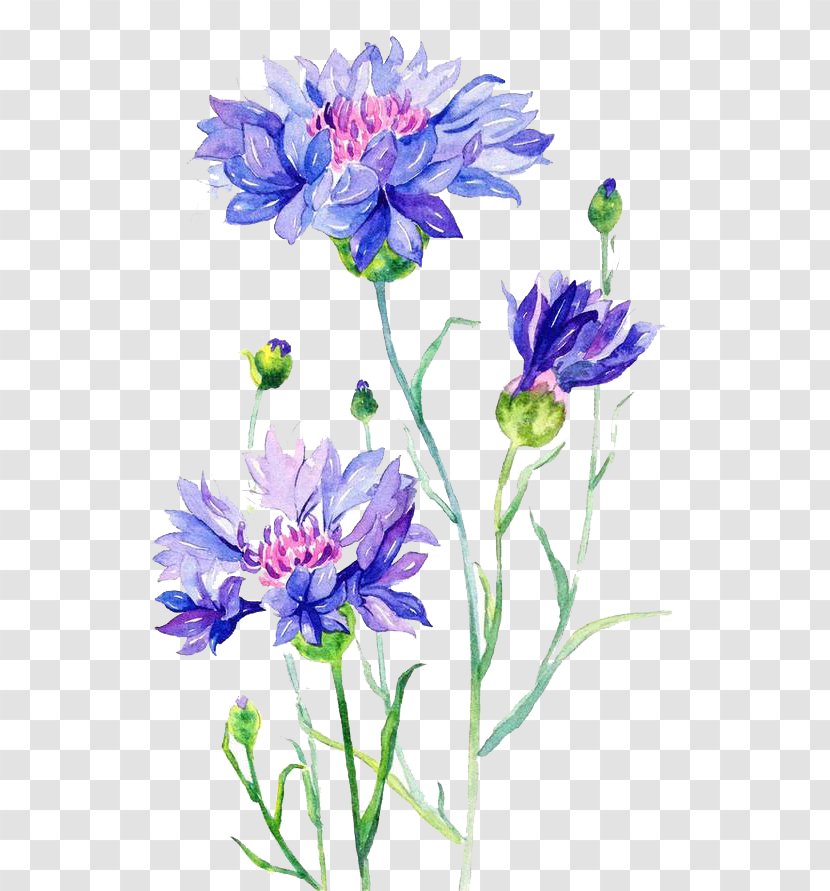 Cornflower Watercolor Painting - Cut Flowers - 2017 Hand Painted Transparent PNG