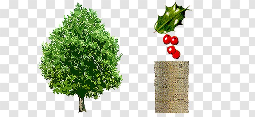 Common Holly Broad-leaved Tree Evergreen Mistletoe - Plane Trees - Liriodendron Tulipifera Transparent PNG