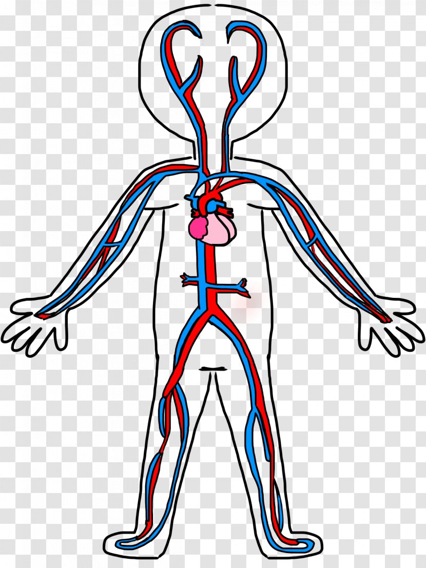 Circulatory System Anatomy Coloring Book Blood Vessel Clip Art - Heart - Cliparts Transparent PNG