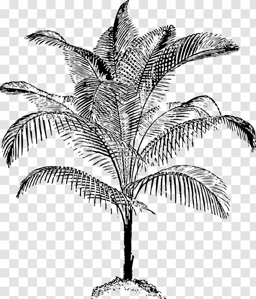 Arecaceae Clip Art - Monochrome - Coconut Leaves Material Transparent PNG