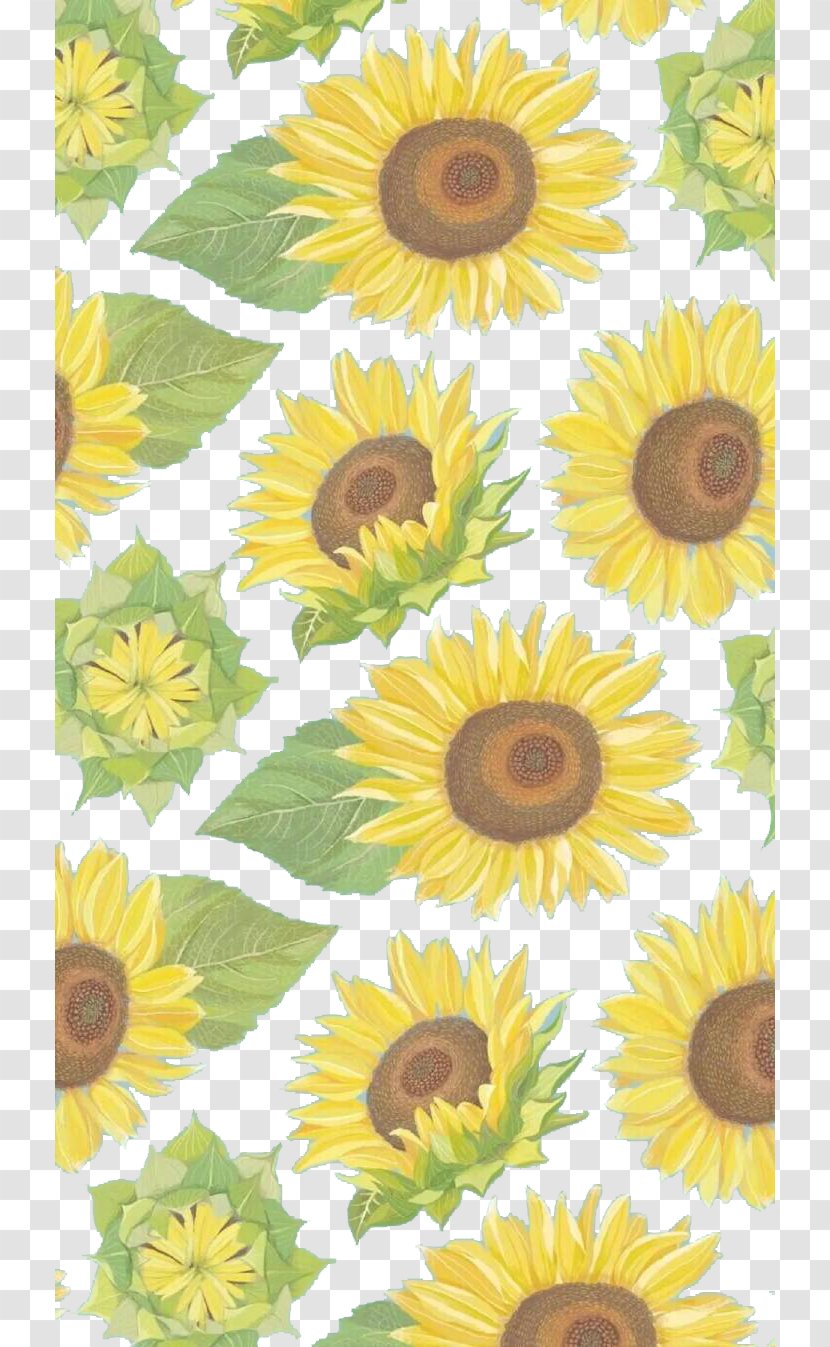 Common Sunflower Yellow Wallpaper - Seed Transparent PNG